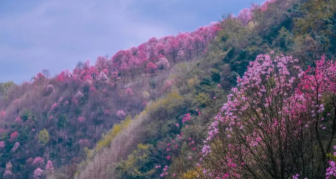 李子柒家乡成旅游景点,李子柒乡愁