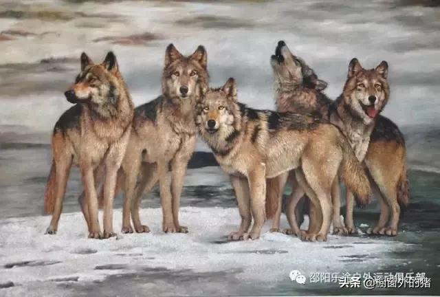 冬天呼伦贝尔大草原自驾游攻略,呼伦贝尔大草原深度游