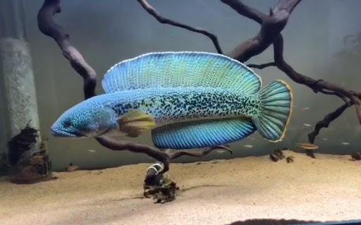 极具攻击性的观赏鱼有哪些,常见的攻击性强的观赏鱼