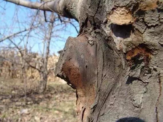 现代落叶果树病虫害防治优质农药,果树在挂果后防治病虫害打什么药