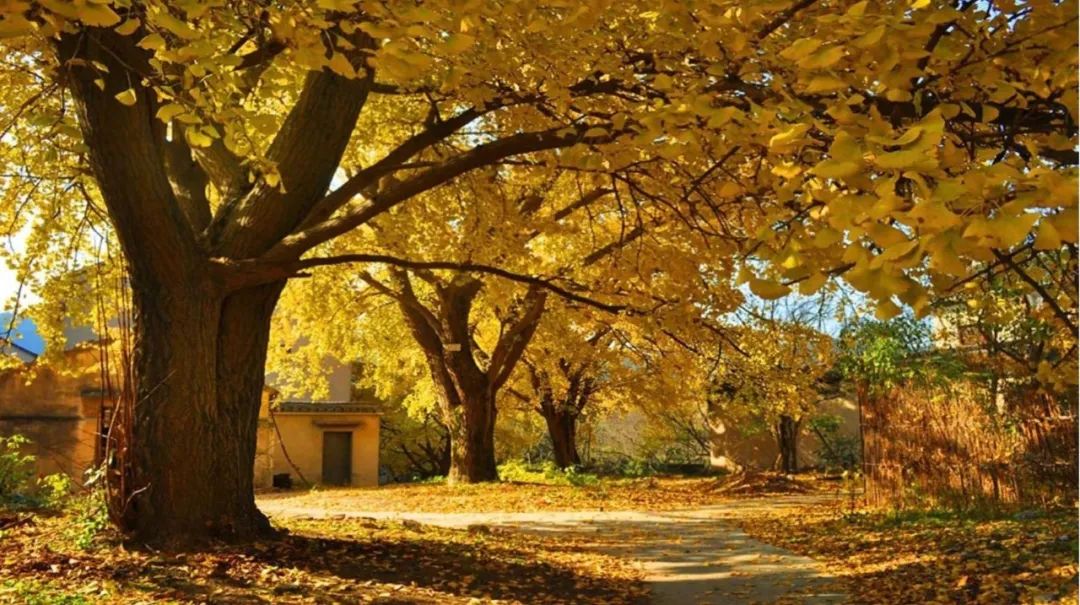 苏州西山十大知名农家乐有哪些,带你走一走苏州的太湖边农家乐