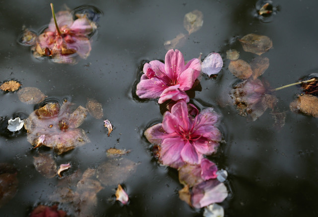 闈掑笣涓滄潵,闈掑笣涓滄潵璇楀彞
