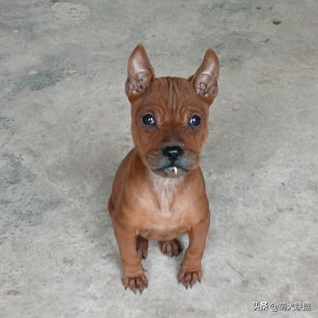 常见的猎犬都有哪些,最厉害的猎犬是哪种