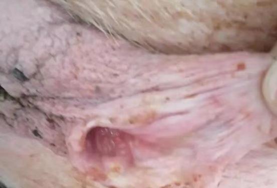 母猪产后少乳是怎么回事,母猪产后拉黄色粘液是什么原因