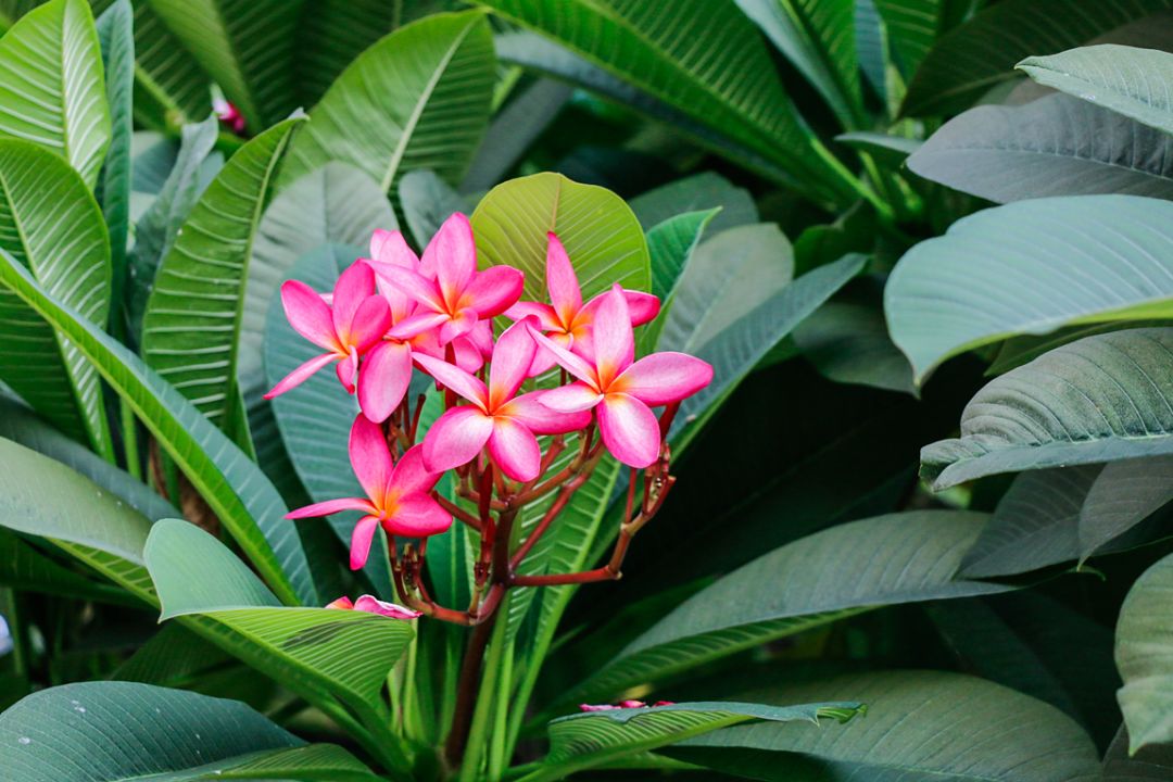 任尔东西南北风不悔李纯截图,任尔东西南北风我亦巍然不动