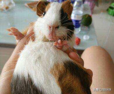 荷兰猪吃什么不会有味道,荷兰猪可以多吃的蔬菜