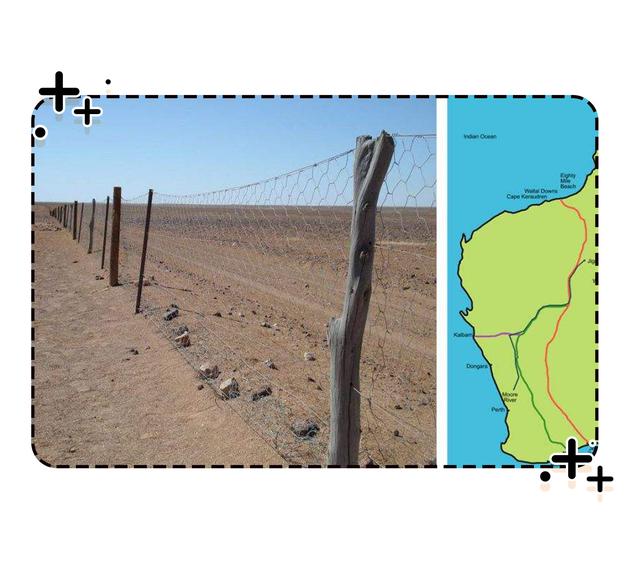 四川人此生最大的疑惑，兔子为啥能把澳大利亚人逼疯（菲李漫画）