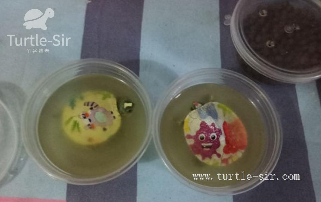 养小乌龟如何选龟粮,10元买了一只乌龟怎么养