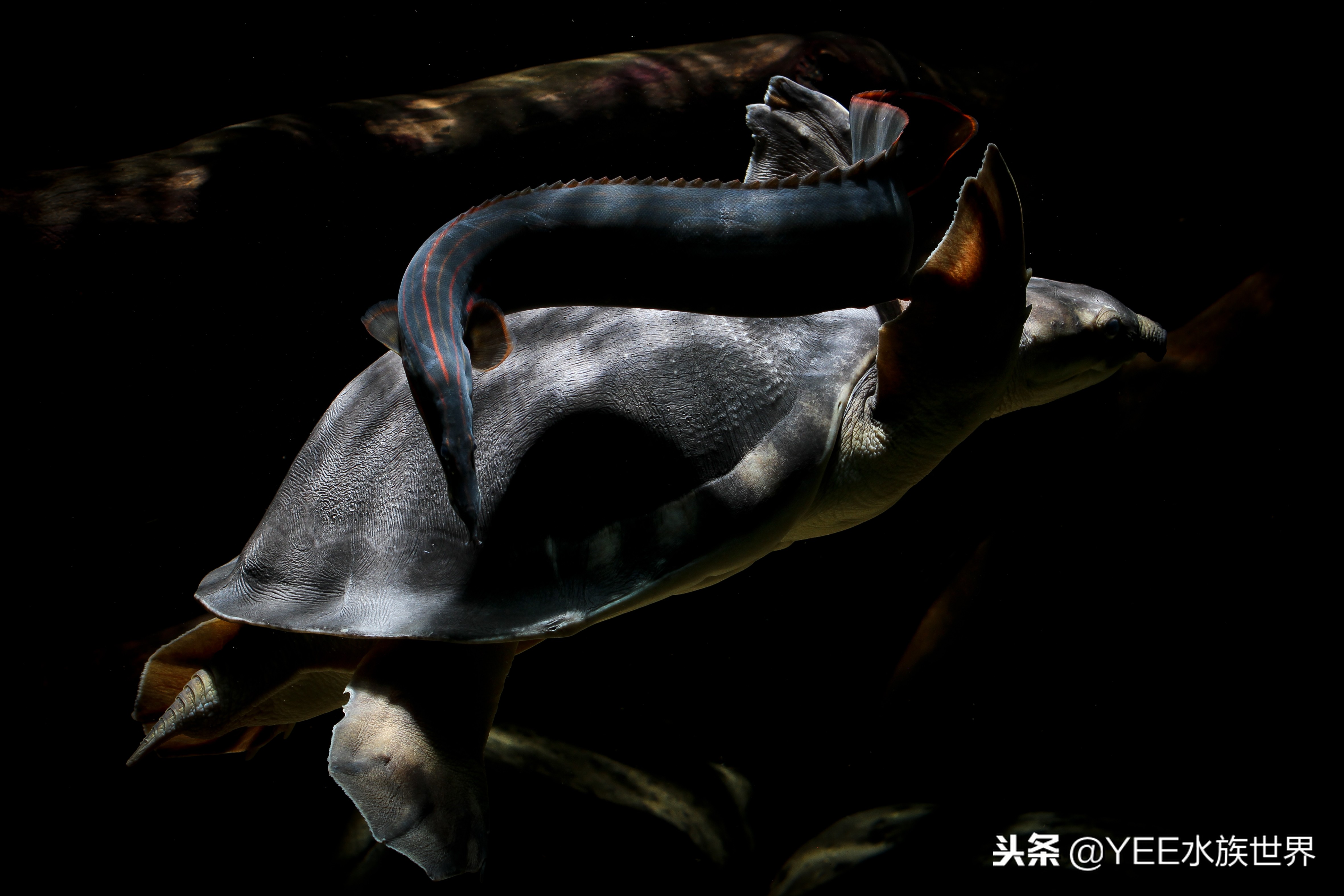 乌龟把养的鱼吃了,鱼和乌龟混养是什么结果