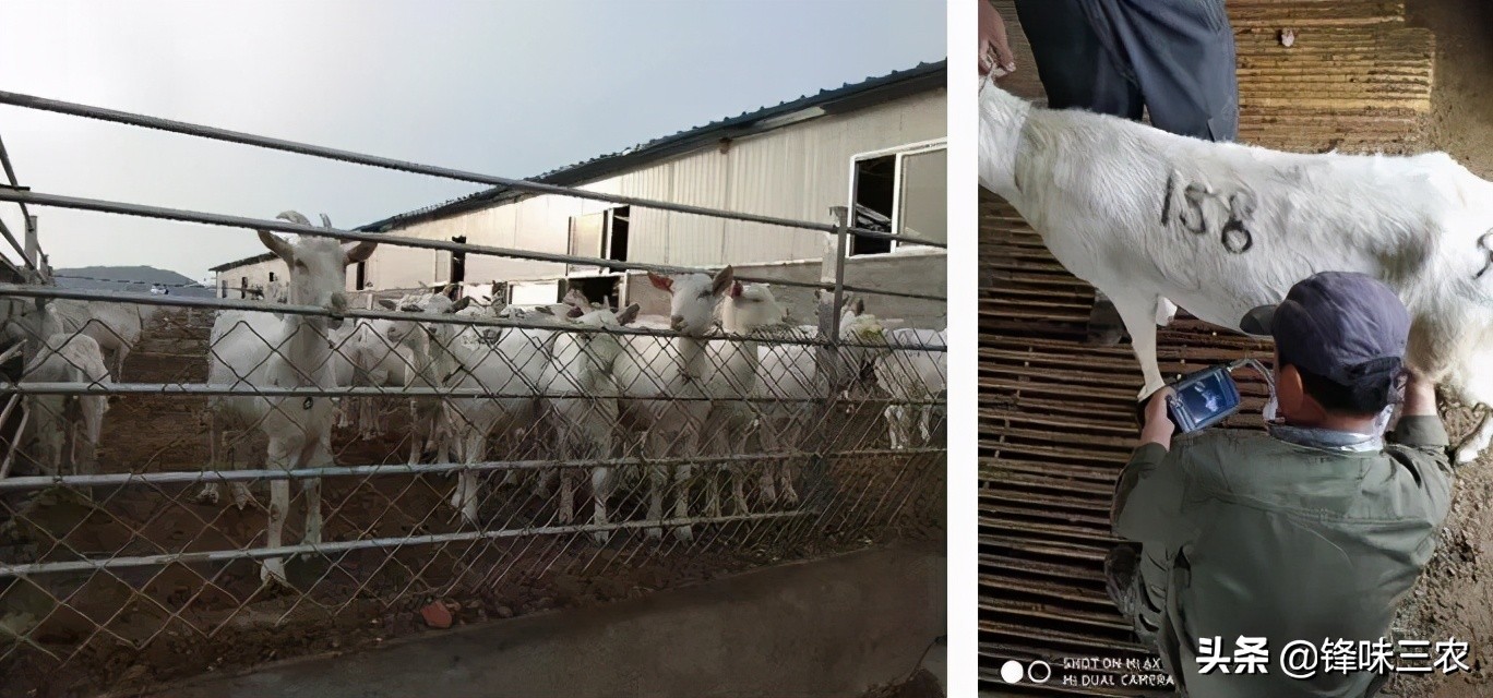 探秘山东最大羊奶厂！羊奶到底有没有膻味？