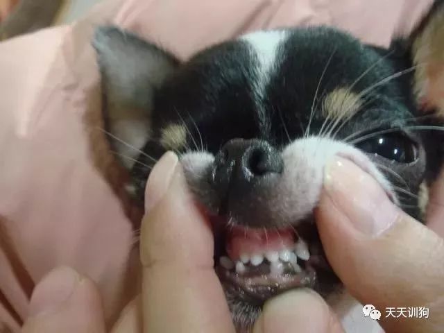 狗狗黑鼻头,泰迪狗狗鼻头不黑了是什么原因