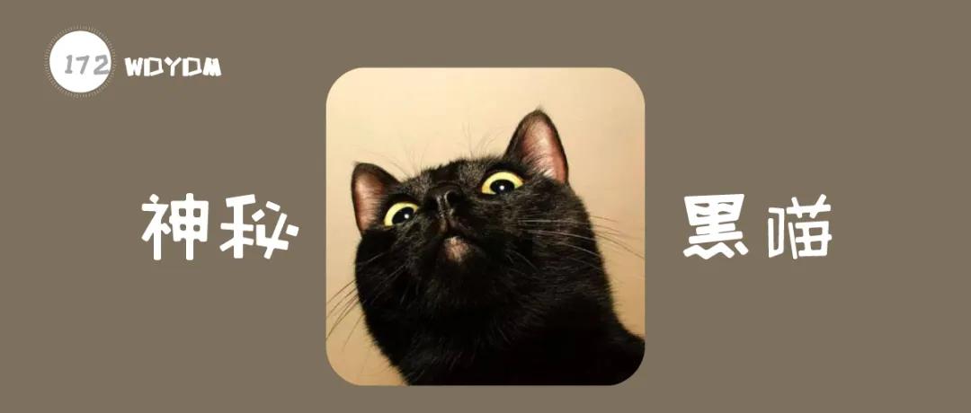 所有品种的黑猫都辟邪吗,黑猫辟邪又招财