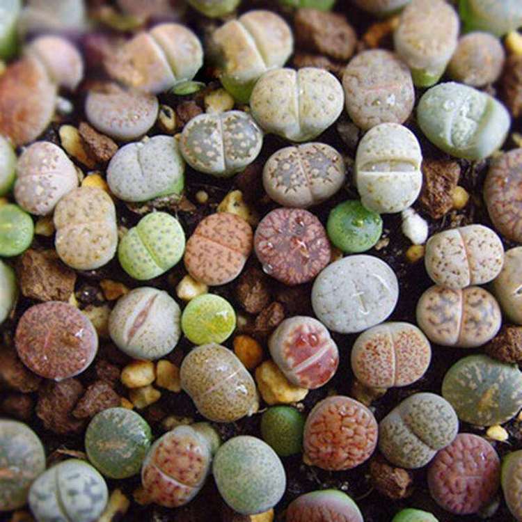 多肉植物石花养护方法,多肉植物生石花