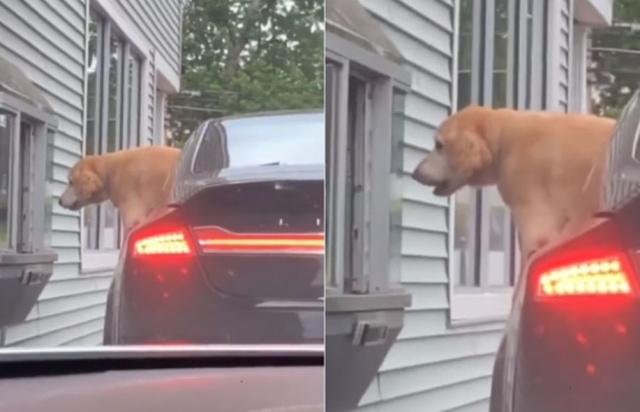 金毛宝宝长大后的样子,金毛宝宝能有多聪明