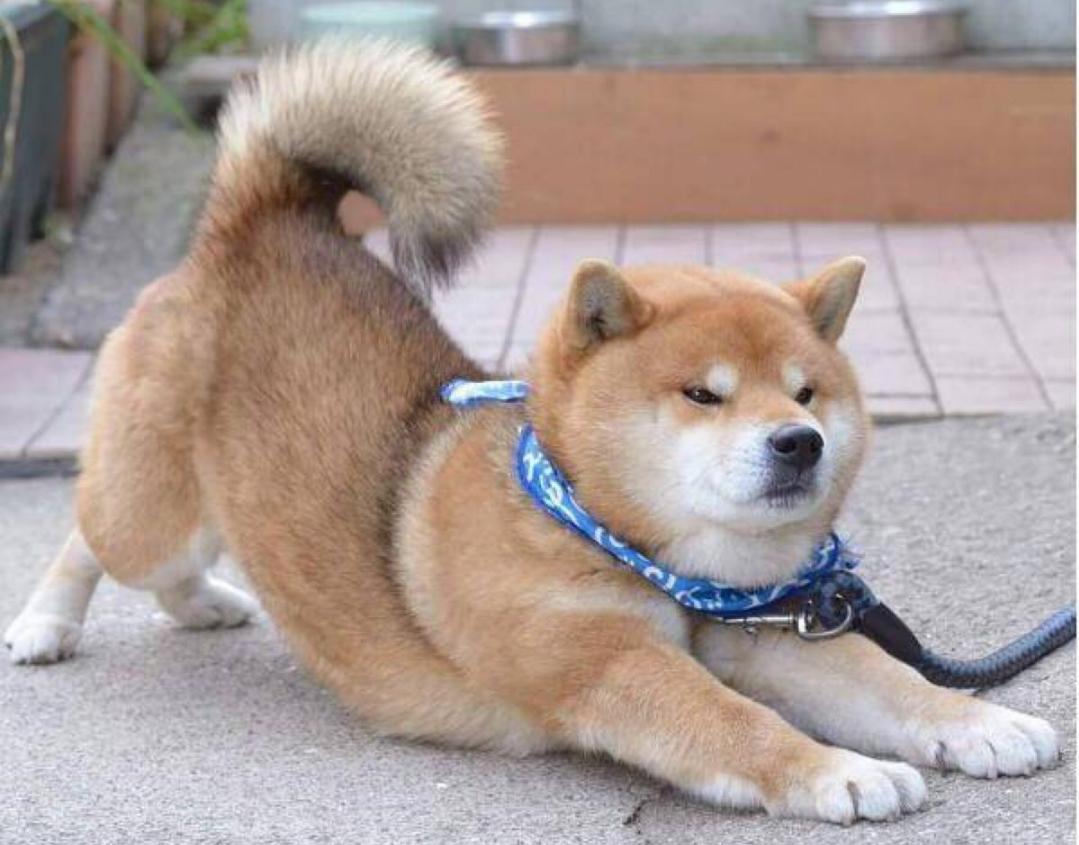 柴犬不听话是什么原因,柴犬零食给多了不听话了怎么办