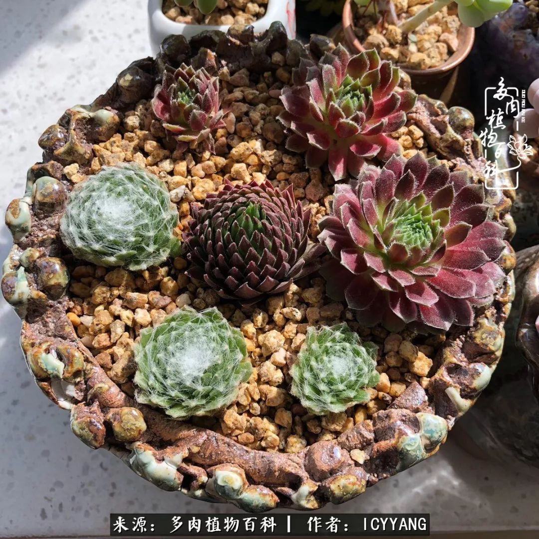 室内阳台多肉的养护方法,景天多肉养护