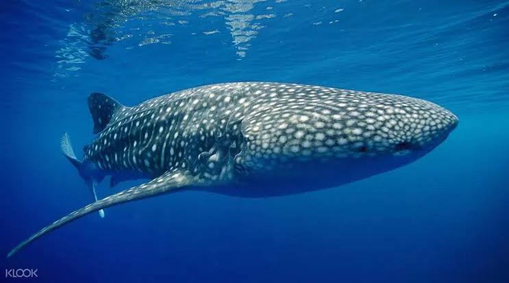 泰国普吉岛十大潜水景点排名第一,泰国斯米兰潜水推荐