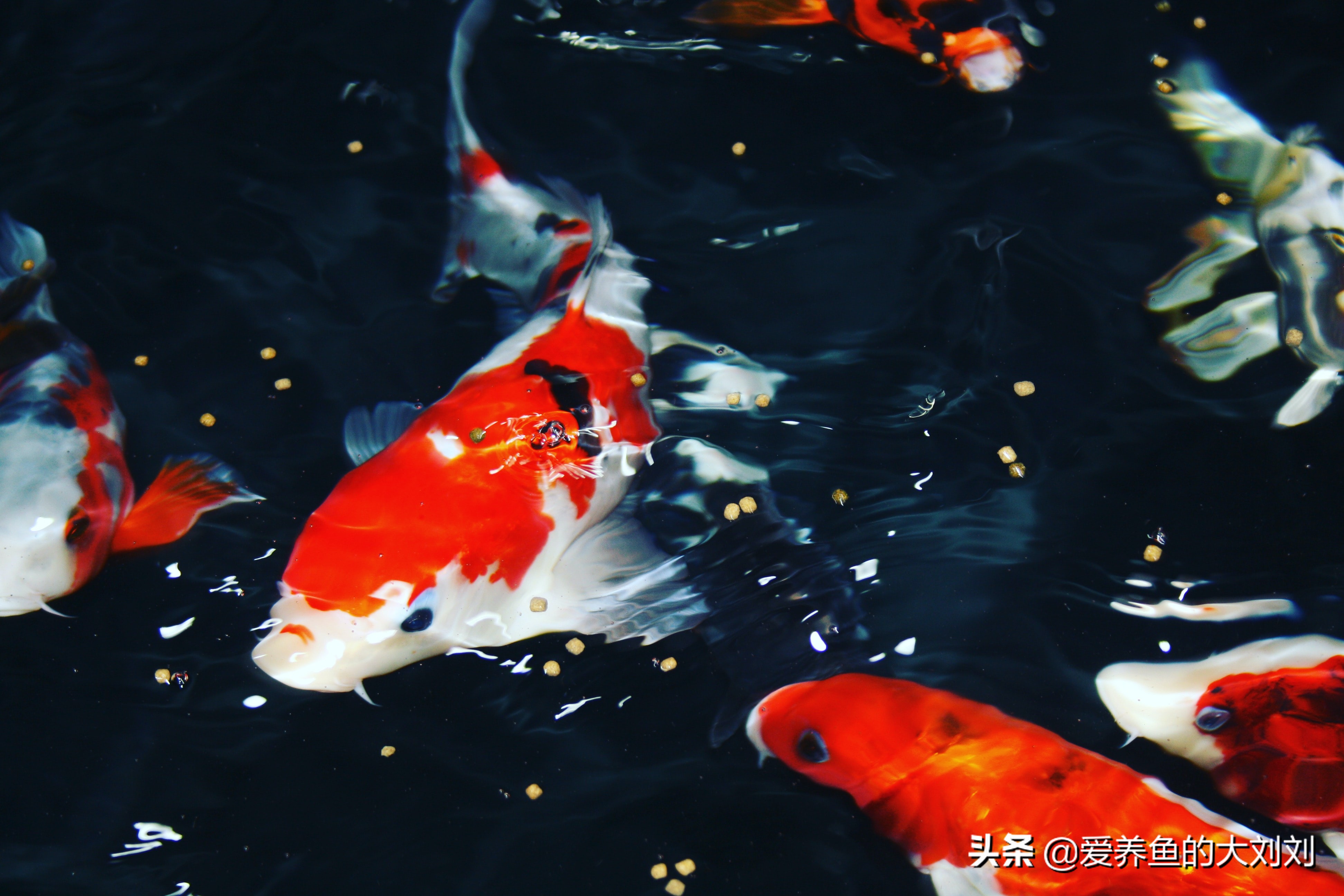 给锦鲤鱼喂菠菜用煮熟喂吗,锦鲤喂菠菜能增色吗