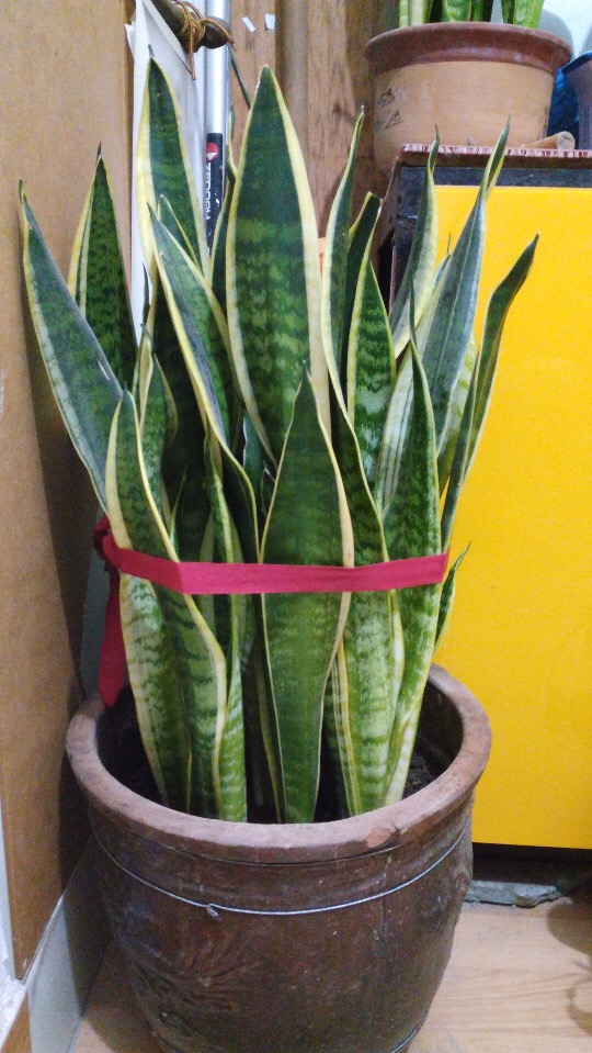 虎皮兰浇水浇透了怎么办,虎皮兰养殖方法和浇水