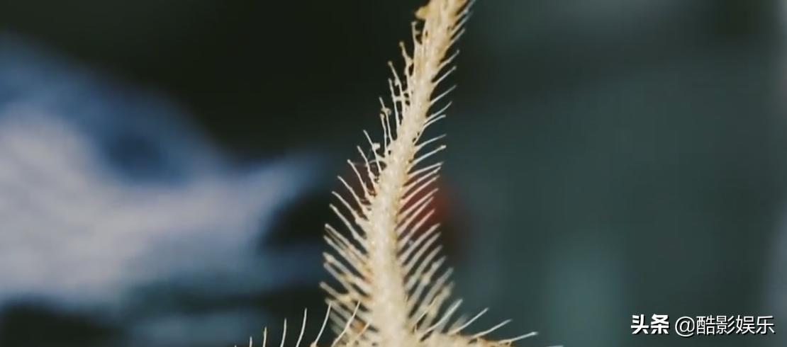 长江第一鲜长江刀鱼,几千一斤的刀鱼