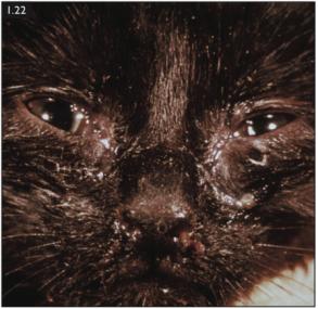 猫感染疱疹咳嗽,猫有眼屎打喷嚏怎么回事