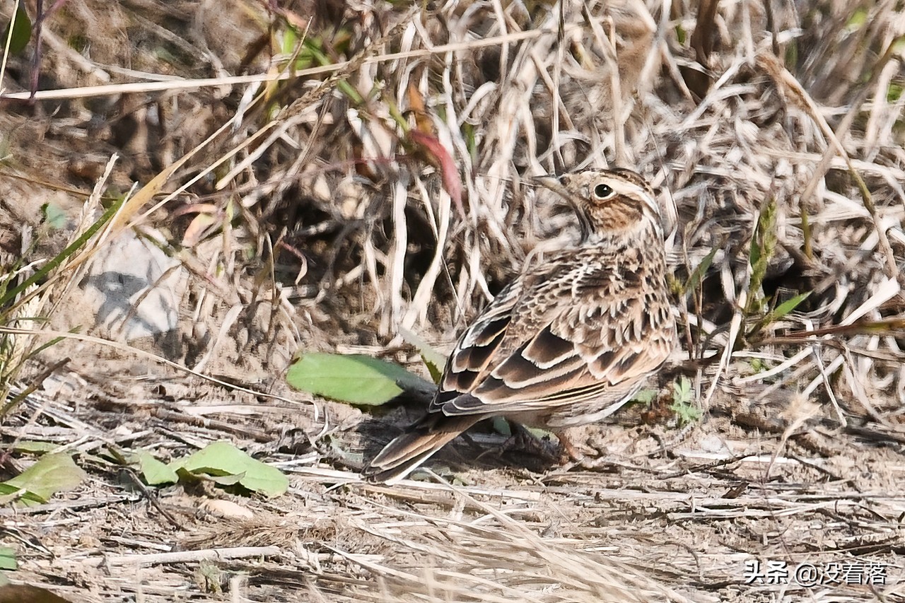「10.13」北京沙河观鸟日记：收获长尾山椒鸟与中华攀雀