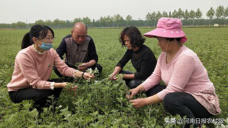 上蔡农民王线中：从“牛总”到“艾痴”，与艾草“结缘”，闯出致富路子