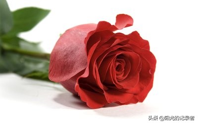 520简短浪漫花语是什么,520朵玫瑰的浪漫花语