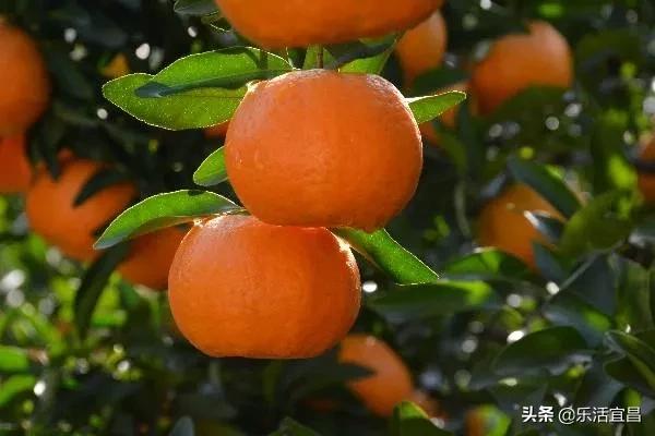 听说，在长阳变胖是一件值得骄傲的事情？