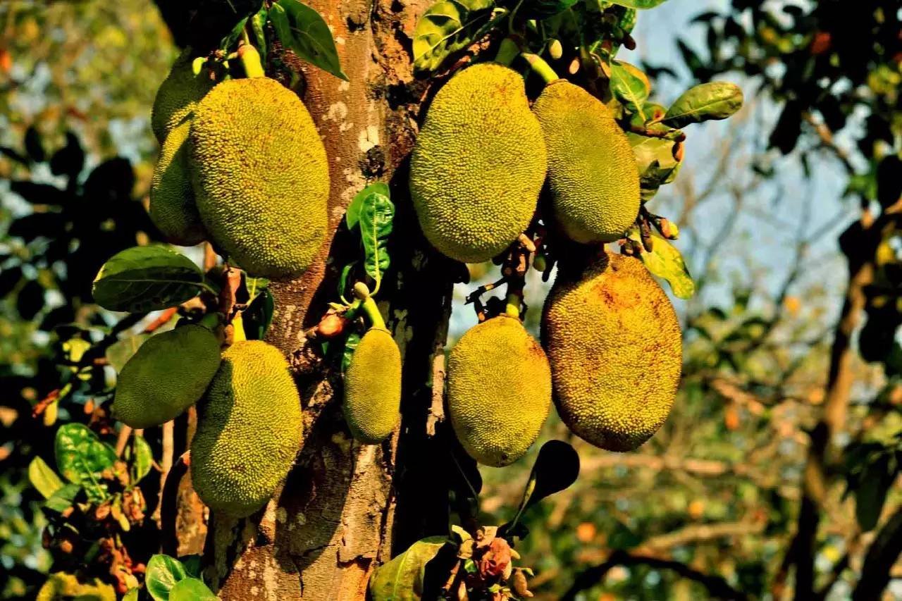 你不知道的菠萝蜜图片,菠萝蜜你不知道的秘密