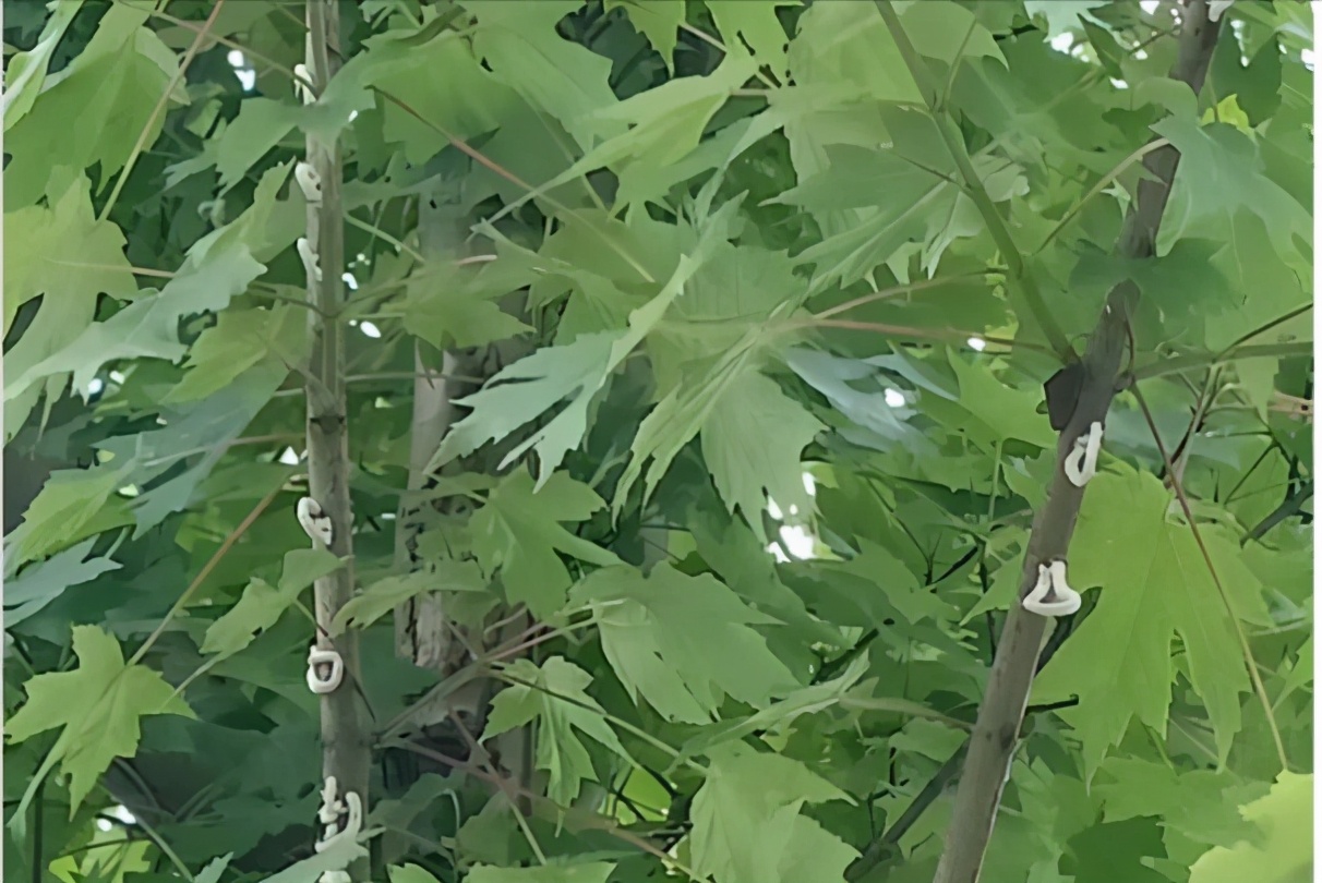 介壳虫的正确杀法,如何除去介壳虫