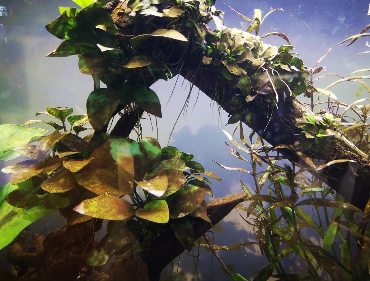 鱼缸养什么鱼不用经常换水,养热带鱼不进行水循环