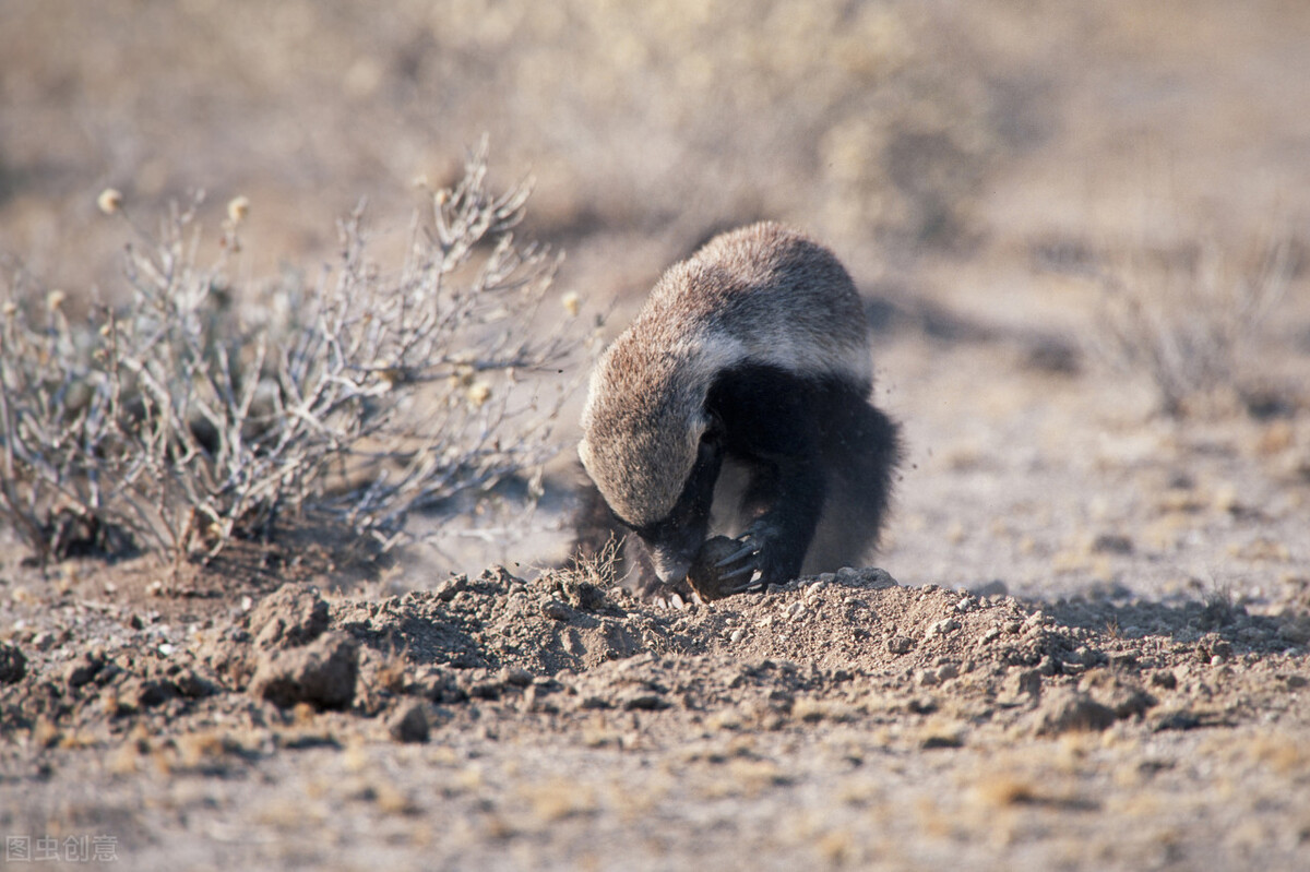 平头哥到底有多凶,现实中的平头哥长啥样