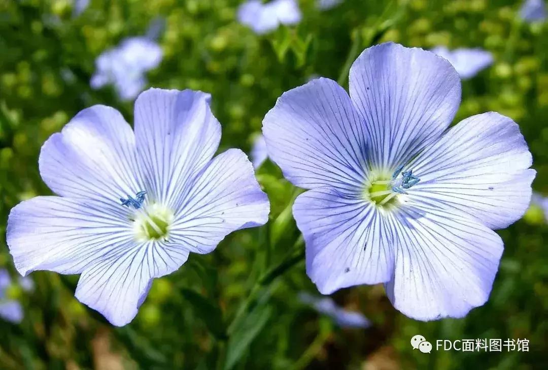 能用来制作面料的植物知多少？（下）