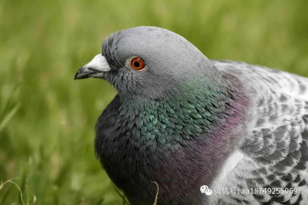 鸽子饲养禁忌,鸽子养殖有什么风险