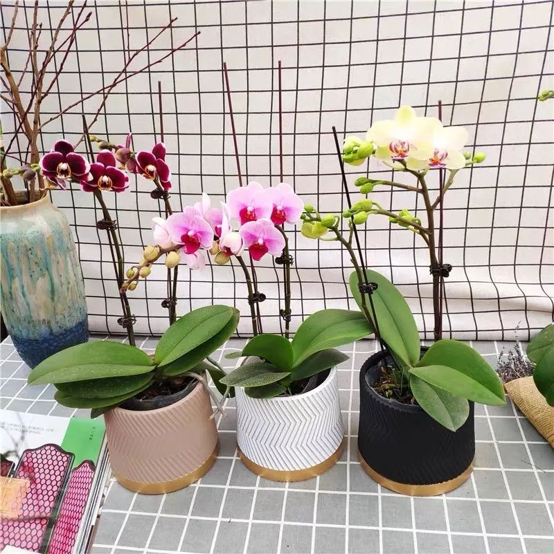 这六种花寓意吉祥好养易活,公认最吉利的4种花