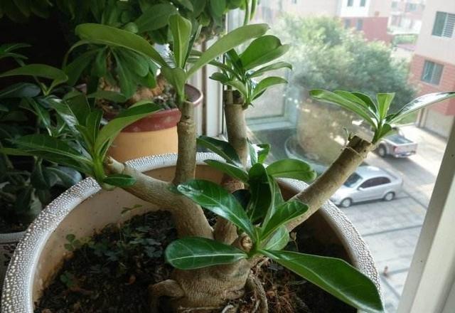 沙漠玫瑰叶片越来越大,沙漠玫瑰长得又细又高