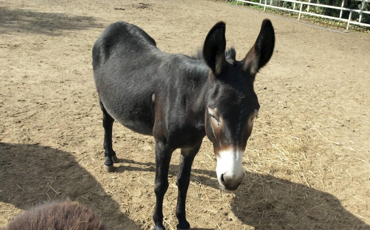 养驴发家致富能人,矿山老板致富项目