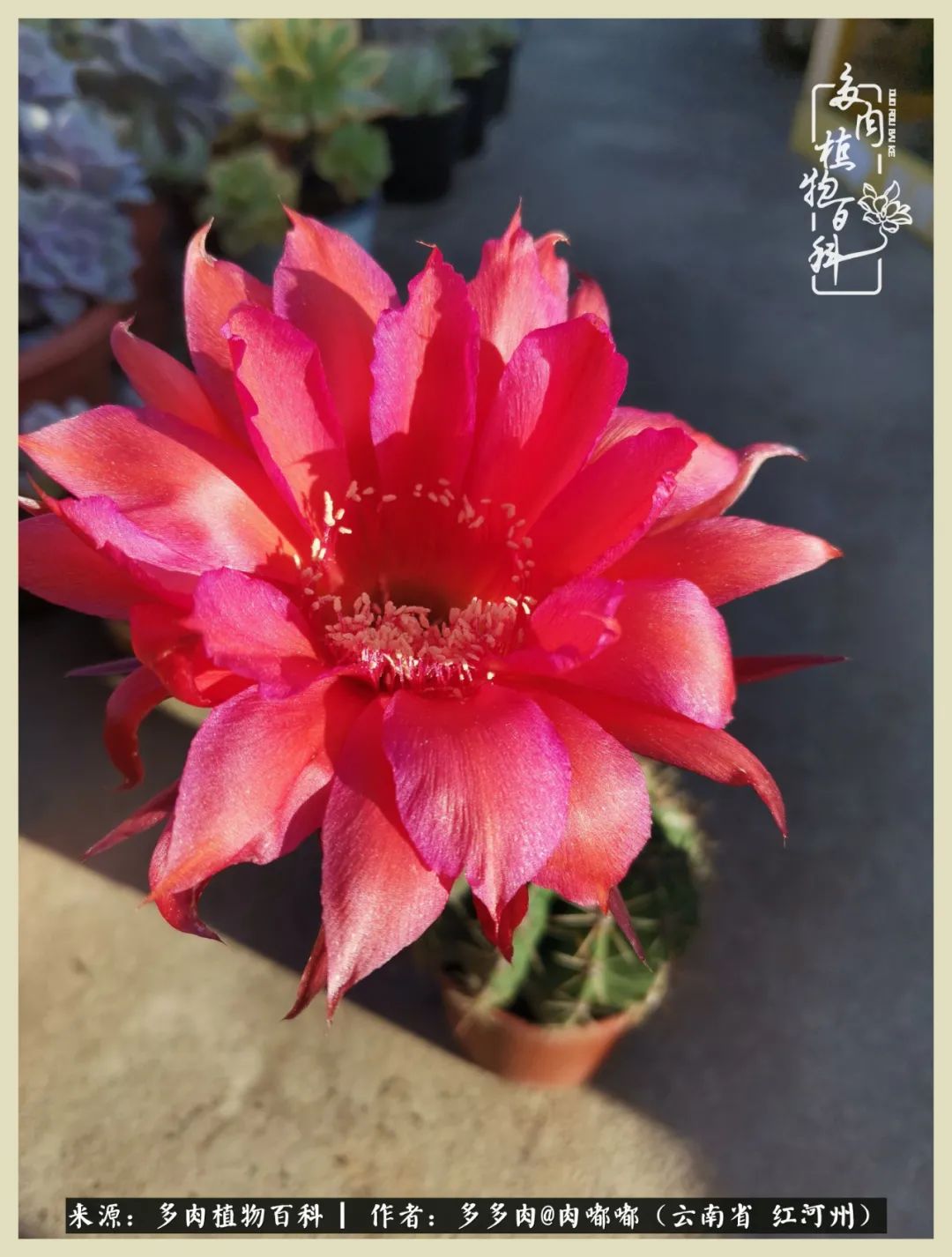 这个春天我们一起去赏花,这个季节我们一起去看花