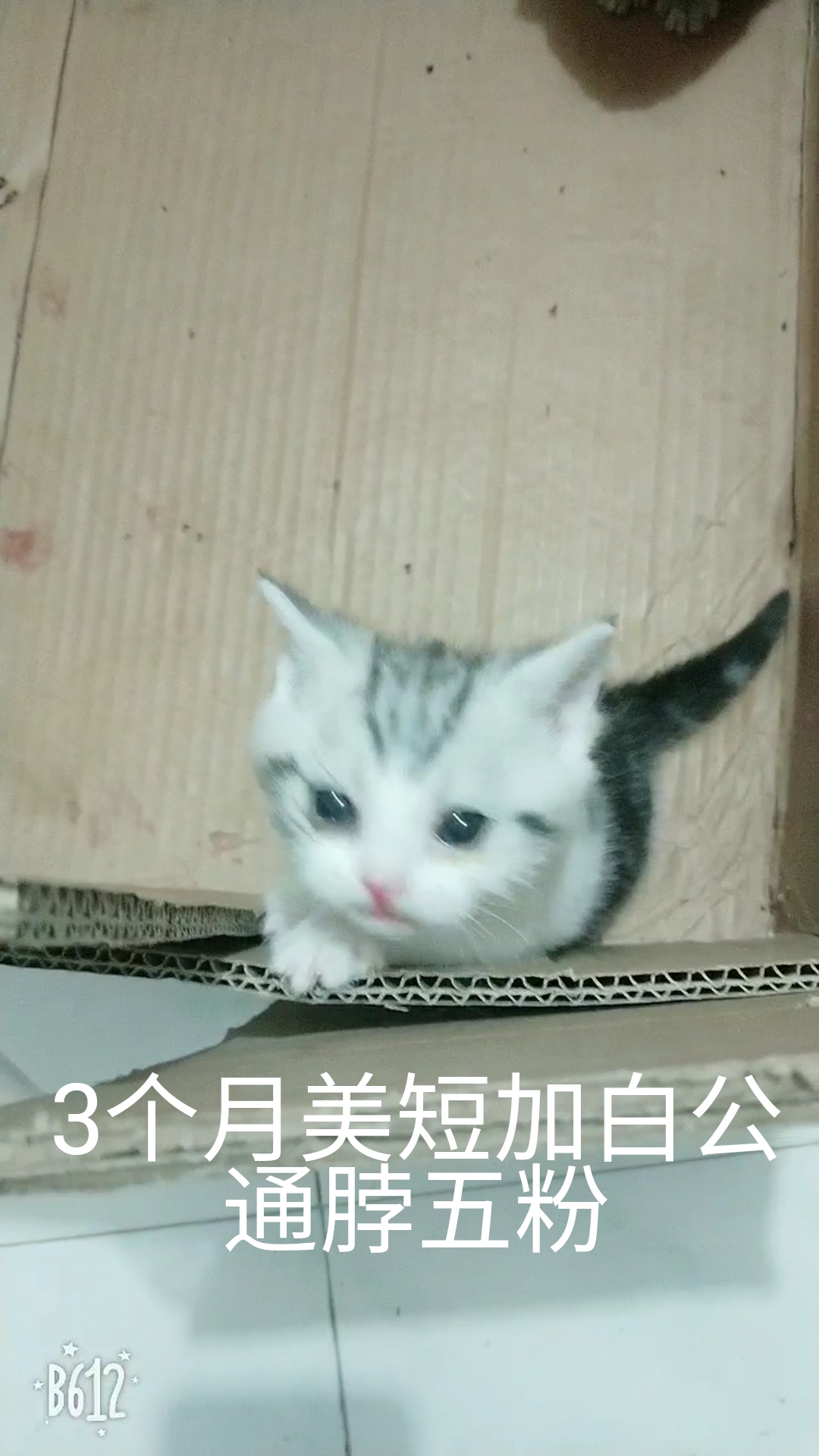 自制猫饭第一弹：均衡杂烩肉丸饭附带自己家小猫
