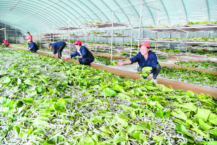 庆丰收感党恩山东各地丰收节活动,庆丰收感党恩宴席背景图片