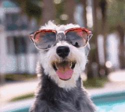 各品种狗狗价目表,各类狗狗的价格表一般是多少钱