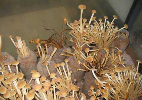 金针菇会发生什么病害,金针菇常见病害及防治方法