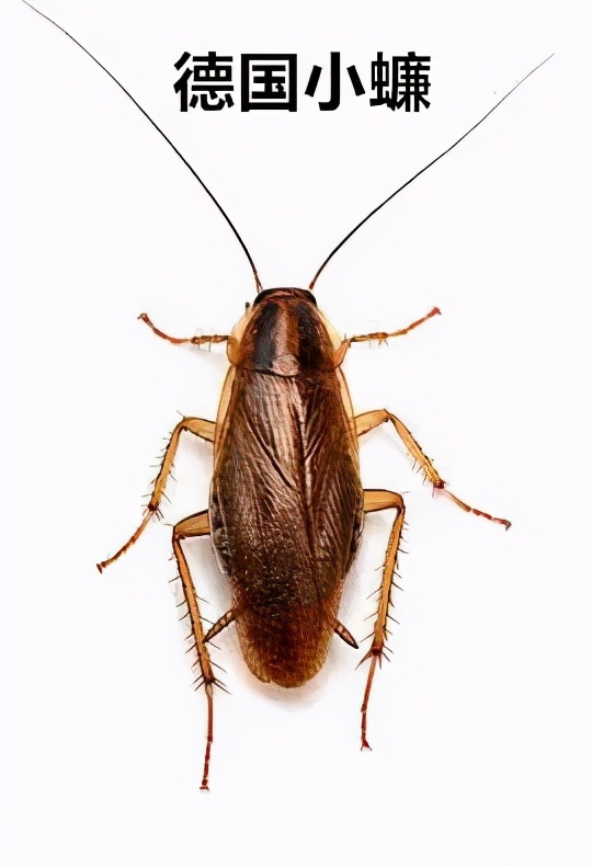 灭蟑螂三年怎么消灭最彻底,灭蟑螂最靠谱的是这2招