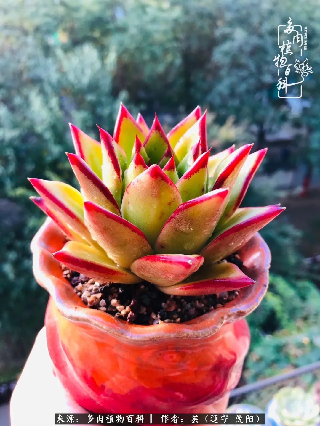 万物皆有灵性有因必有果,万物皆有灵性与生命