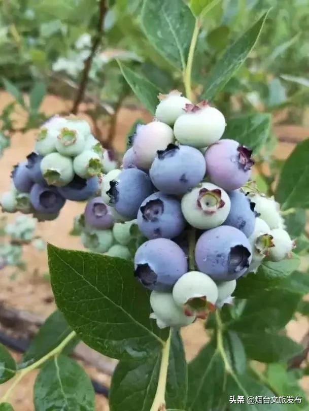 烟台蓝莓采摘园,烟台摘蓝莓的地方