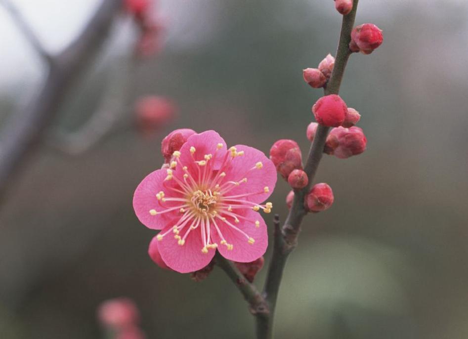 室外梅花怎么养才能开花,梅花室内养枝条能浇水吗