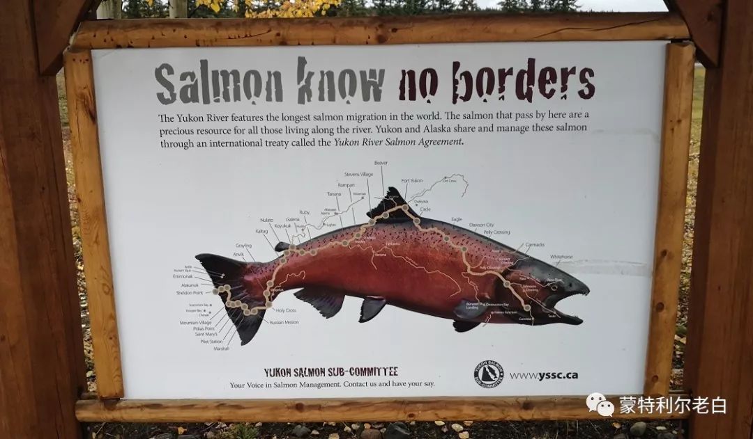 跟着老白行走加拿大，育空Watson Lake、BC省Northern Rockies