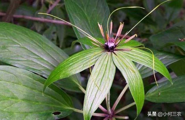 小何三农种植视频,小何三农养殖方法