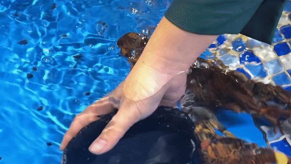 驶入厚街的「海鲜巨舰」，秋日鲜味来袭